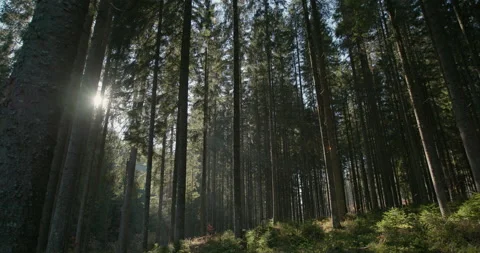 Slow pan to the right with a bright sun shining through the trees in a dense Stock Footage 138463195
