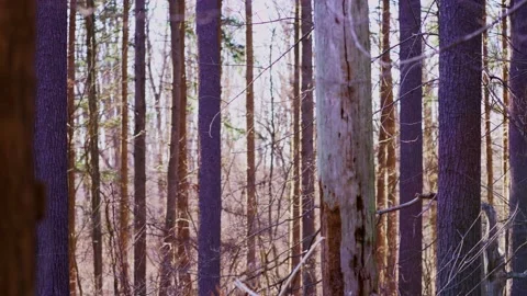 Slow pan to right of cinematic rack focus of pine trees in pine forest late Fall Stock Footage 147987616