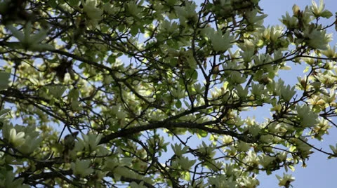 Slow pan to right: Flowering white magnolia tree branches Stock Footage 24674302
