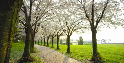 Slow pan right of multiple Cherry Blossom trees Stock Footage 64008279