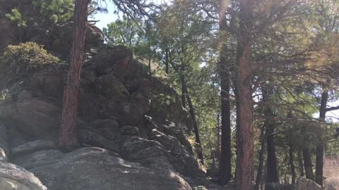 Slow Pan to Right Rocky Pine Forest Keystone South Dakota Stock Footage 157734923