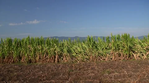 Slow pan shot, damaged corn crop after heavy rain Stock Footage 344032360