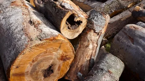 Slow pan shot, huge beech wood logs waiting for splitting Stock Footage 309811679
