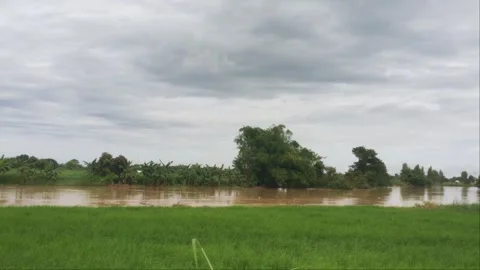 Slow Pan Shot Of Swollen Muddy River Overflowing Near Green Rice Field Stock Footage 341360233