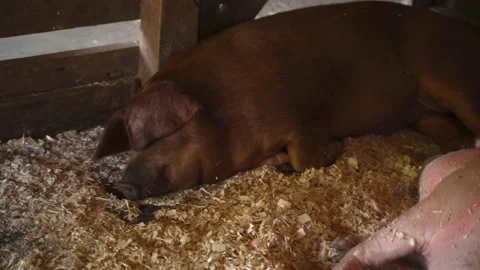 Slow pan of sleeping brown hog in barn Stock Footage 149095526