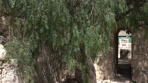 Slow Pan by Small Gateway and Large Olive Tree Stock Footage 78550729