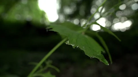 Slow Pan Up to a Spider Web 動画素材 39486460