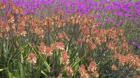 Slow Pan of Spring Summer Beach Flowers Blowing In the Wind Stock Footage 112894360