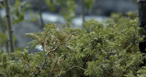 Slow Pan of Summer Juniper Berries - Yukon Territory, Canada. Stock-Footage 94703848
