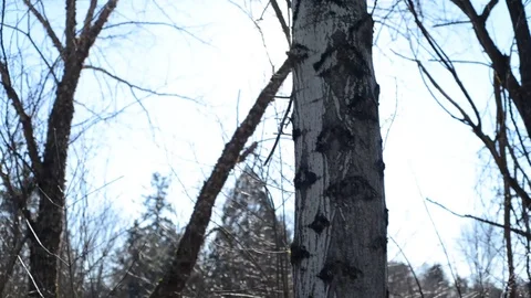 Slow Pan Sycamore Tree - Lens Flare Stock Footage 101216172