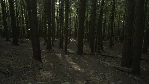Slow pan up tall trees Stock Footage 131760843