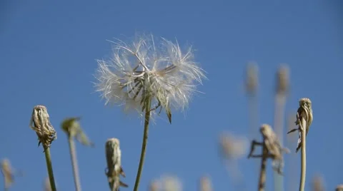 Slow Pan Through Dandelions Stock Footage 51633669