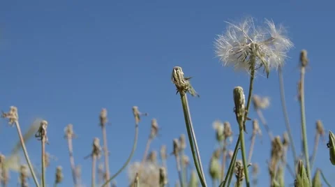 Slow Pan Through Dandelions Stockbeeldmateriaal 51633708