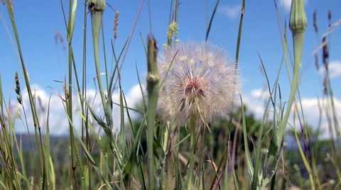 Slow Pan Through Dandelions Stock Footage 51930624