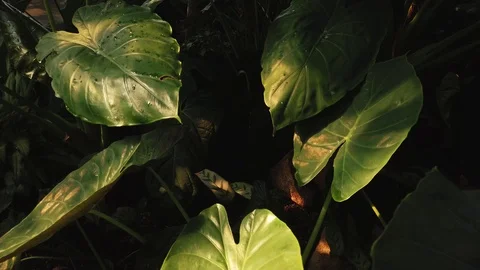 Slow pan through dark palm leaves in the tropical dome Video stock 109019797