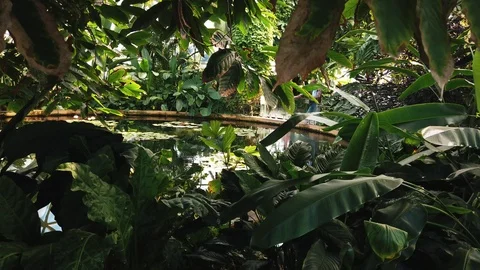 Slow pan through dark tropical leaves with coin pond in background Video stock 109019938