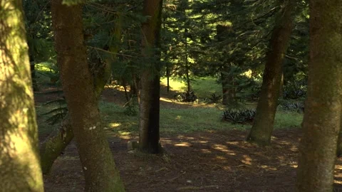 Slow Pan Through Forest Trees in Natural Sunlight Vídeos de archivo 327565984