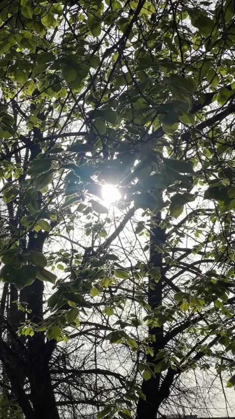 Slow Pan Through Leaves at Sunset – Gentle Light and Nature Mood Stock Footage 308252316