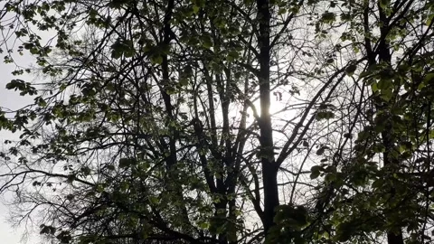 Slow Pan Through Leaves before Sunset Video stock 308252317