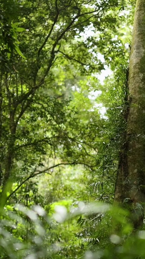 Slow Pan Through Lush Forest Canopy 库存影片 312653367