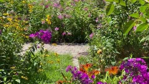 Slow pan up through multi-colored flower garden in full bloom Stock Footage 239098237