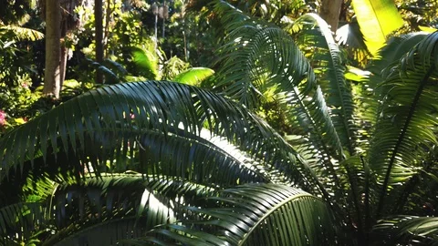 Slow pan through palm trees and tropical rainforest Video stock 109022585
