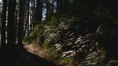 Slow pan through pine tree forest Video stock 60407679