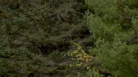 Slow pan through pine trees reveals breathtaking red maple leaves. Stock Footage 126976557