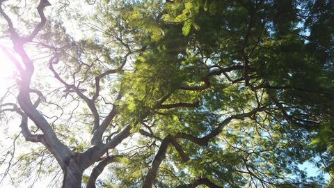 Slow pan through rainforest canopy overhead Video stock 109023345