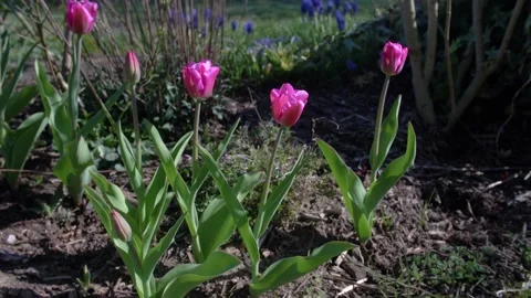 Slow pan through some nice tulips Stock Footage 151699580