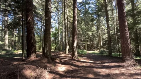 Slow Pan Through Sunlit Pine Forest in Abant Stock Footage 345520225