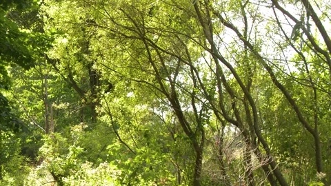 Slow Pan Through Sunlit Trees in Urban Park Stockbeeldmateriaal 317599593