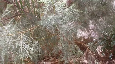 Slow Pan Through Top of Desert Tree Видео 77880414