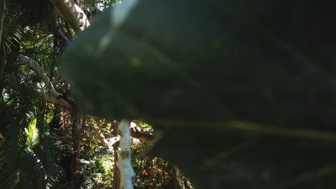 Slow pan through tropical rainforest with sunlight coming through Video stock 109021914