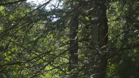 Slow pan through wild pine tree forest Stock Footage 84521165