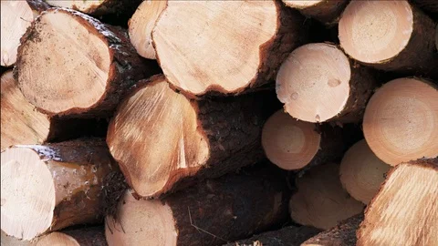 Slow pan on timber logging in forest. Freshly cut tree wooden logs piled up. Stock Footage 120345428