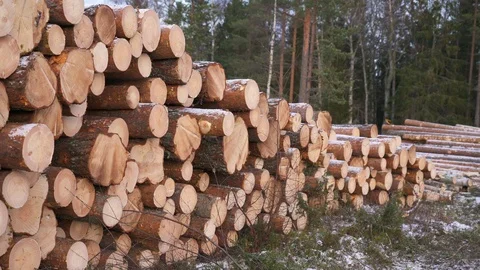 Slow pan on timber logging in forest. Freshly cut tree wooden logs piled up. Stock Footage 120345481