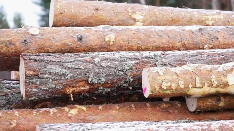 Slow pan on timber logging in forest. Freshly cut tree wooden logs piled up. Stock Footage 120396070