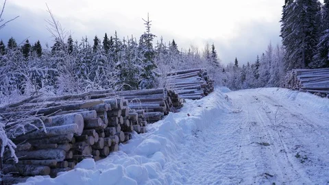 Slow pan on timber logging in snowy forest. Recently cut tree wooden logs Stock Footage 125338458