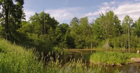 Slow pan timberwolf and 2 pups Stock Footage 46419681