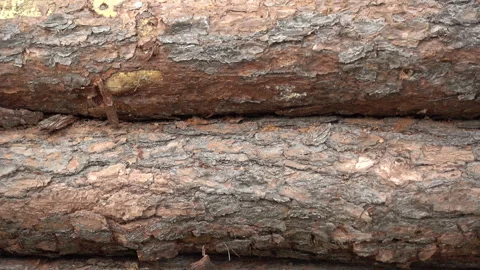 Slow pan top to bottom over big wood tree log or timber stack in the forest, Video stock 157374863