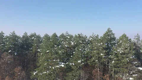 Slow pan on top of the snowed pine forest 4K aerial video Stock Footage 101020149
