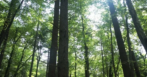 Slow pan of tops of trees on trail in summer Stock Footage 112146451