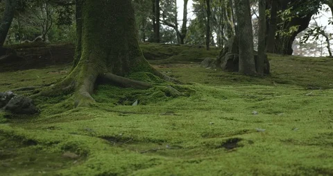 Slow pan by a tree covered in bright green moss with roots showing Video stock 111929976