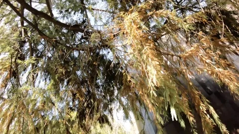 Slow Pan of Tree Moving in the Park Stock Footage 112894454