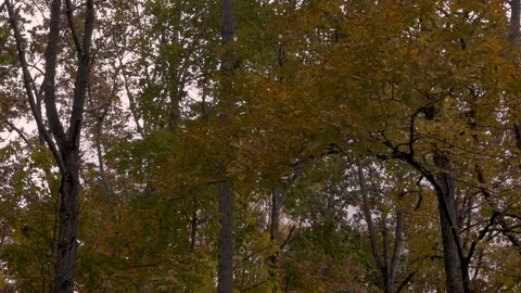 Slow pan of trees with colorful changing yellow leaves blowing in the wind Stock Footage 110903821