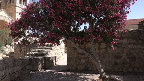 Slow Pan Under Pink Blossoming Tree to Tall Church Spires Stock Footage 78549554