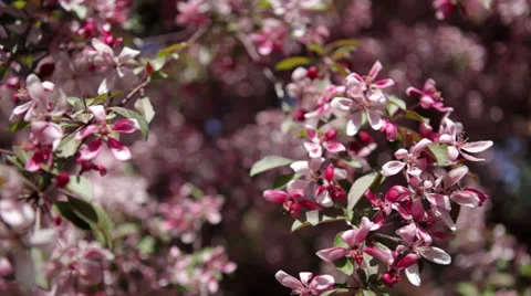 Slow pan upward: Apple tree blossoms in Spring orchard Stock Footage 24673394