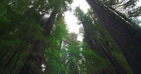 Slow Pan Upward Shot of Canopy Redwood Forest, California Stock Footage 149696307
