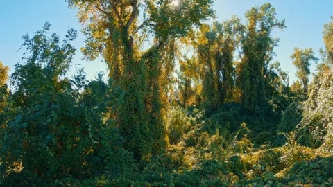 Slow Pan of Vines Overgrowing Trees on a Sacramento Delta Levee Stock Footage 316643254
